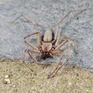 Gnaphosidae or Trochanteriidae (families) at QPRC LGA - 17 Mar 2024 09:01 AM