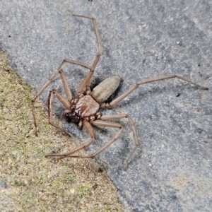 Gnaphosidae or Trochanteriidae (families) at QPRC LGA - 17 Mar 2024 09:01 AM