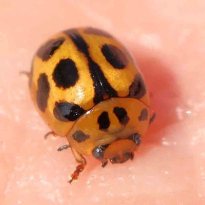 Peltoschema oceanica (Oceanica leaf beetle) at Black Mountain - 27 Feb 2024 by ConBoekel