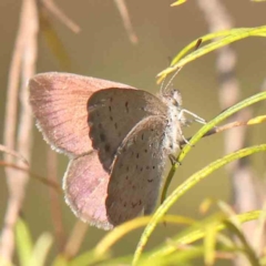 Erina hyacinthina (Varied Dusky-blue) at Acton, ACT - 27 Feb 2024 by ConBoekel