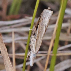 Culladia cuneiferellus (Crambinae moth) at O'Connor, ACT - 27 Feb 2024 by ConBoekel