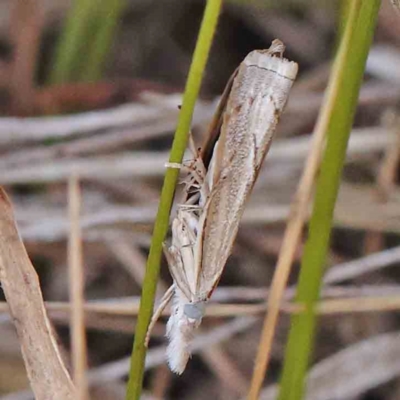 Culladia cuneiferellus (Crambinae moth) at O'Connor, ACT - 27 Feb 2024 by ConBoekel