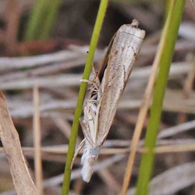 Culladia cuneiferellus (Crambinae moth) at Black Mountain - 28 Feb 2024 by ConBoekel