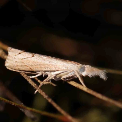 Culladia cuneiferellus (Crambinae moth) at Black Mountain - 28 Feb 2024 by ConBoekel