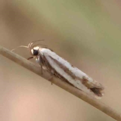 Xylorycta (genus) at Black Mountain - 28 Feb 2024 by ConBoekel
