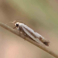 Xylorycta (genus) at Black Mountain - 27 Feb 2024 by ConBoekel