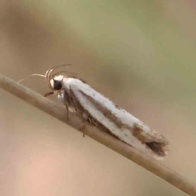 Unidentified Curved-horn moth (all Gelechioidea except Oecophoridae) at Black Mountain - 27 Feb 2024 by ConBoekel