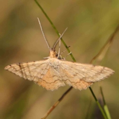 Scopula rubraria (Reddish Wave, Plantain Moth) at Black Mountain - 27 Feb 2024 by ConBoekel