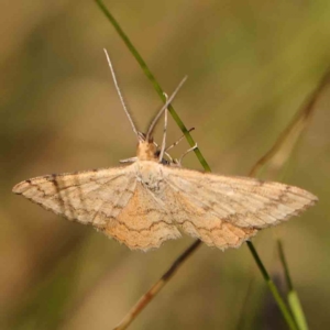 Scopula rubraria at Black Mountain - 28 Feb 2024