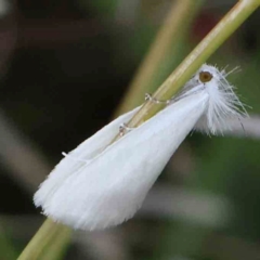 Tipanaea patulella (The White Crambid moth) at Black Mountain - 28 Feb 2024 by ConBoekel