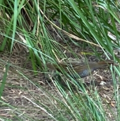 Gallirallus philippensis (Buff-banded Rail) at Australian National University - 22 Feb 2024 by Jubeyjubes