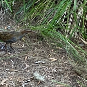 Gallirallus philippensis at Australian National University - 22 Feb 2024 02:03 PM