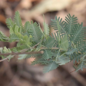 Acacia baileyana at Black Mountain - 28 Feb 2024