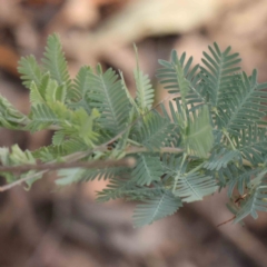 Acacia baileyana (Cootamundra Wattle, Golden Mimosa) at Acton, ACT - 27 Feb 2024 by ConBoekel