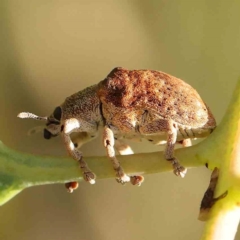 Gonipterus scutellatus (Eucalyptus snout beetle, gum tree weevil) at Black Mountain - 28 Feb 2024 by ConBoekel