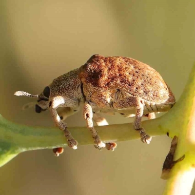 Gonipterus scutellatus (Eucalyptus snout beetle, gum tree weevil) at Black Mountain - 28 Feb 2024 by ConBoekel