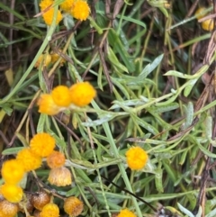Chrysocephalum apiculatum (Common Everlasting) at Mulligans Flat - 17 Mar 2024 by JimL
