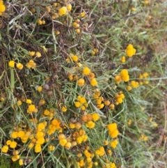 Chrysocephalum apiculatum at Mulligans Flat - 17 Mar 2024