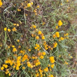 Chrysocephalum apiculatum at Mulligans Flat - 17 Mar 2024