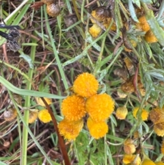 Chrysocephalum apiculatum at Mulligans Flat - 17 Mar 2024 10:23 AM