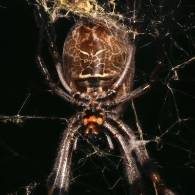 Trichonephila edulis (Golden orb weaver) at Ainslie, ACT - 14 Mar 2024 by jb2602