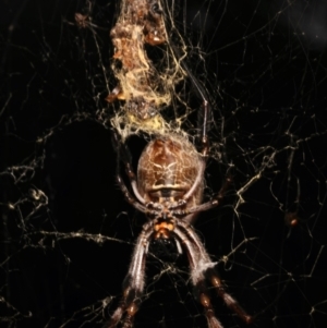 Trichonephila edulis at Mount Ainslie - 14 Mar 2024