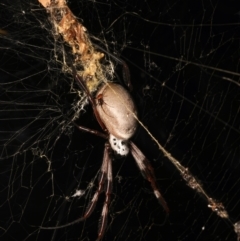 Trichonephila edulis at Mount Ainslie - 14 Mar 2024