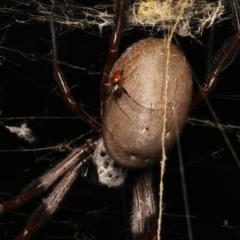 Trichonephila edulis at Mount Ainslie - 14 Mar 2024