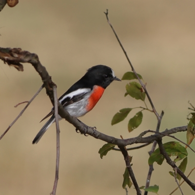 Petroica boodang (Scarlet Robin) at Hawker, ACT - 16 Mar 2024 by MichaelWenke