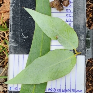 Eucalyptus bridgesiana at Watson, ACT - 19 Mar 2024