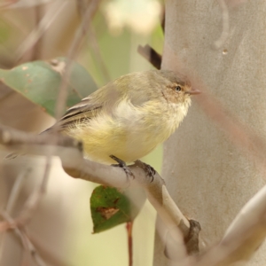 Smicrornis brevirostris at The Pinnacle - 16 Mar 2024 01:00 PM