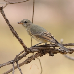 Pachycephala rufiventris (Rufous Whistler) at Weetangera, ACT - 16 Mar 2024 by Trevor