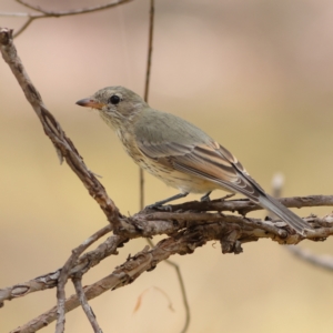 Pachycephala rufiventris at The Pinnacle - 16 Mar 2024