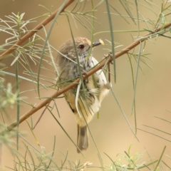 Acanthiza pusilla (Brown Thornbill) at The Pinnacle - 16 Mar 2024 by MichaelWenke