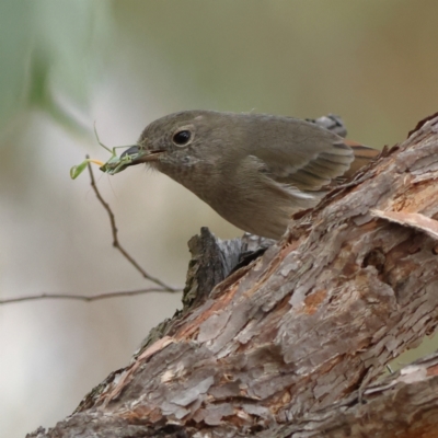 Pachycephala pectoralis (Golden Whistler) at Hawker, ACT - 15 Mar 2024 by Trevor