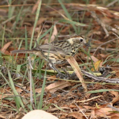 Pyrrholaemus sagittatus (Speckled Warbler) at The Pinnacle - 16 Mar 2024 by Trevor