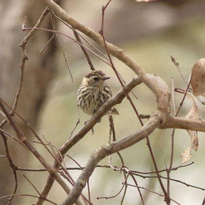 Pyrrholaemus sagittatus (Speckled Warbler) at Weetangera, ACT - 16 Mar 2024 by Trevor