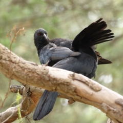 Corcorax melanorhamphos (White-winged Chough) at The Pinnacle - 16 Mar 2024 by MichaelWenke