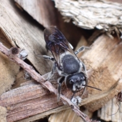 Megachile lucidiventris (Resin bee, Megachilid bee) at Springwood, NSW - 2 Jan 2024 by SapphFire