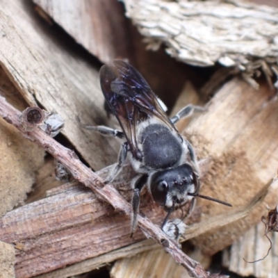 Megachile lucidiventris (Resin bee, Megachilid bee) at Springwood, NSW - 2 Jan 2024 by SapphFire