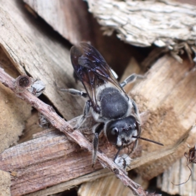 Megachile lucidiventris (Resin bee, Megachilid bee) at Springwood, NSW - 2 Jan 2024 by SapphFire