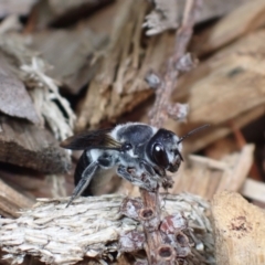 Megachile lucidiventris at Springwood, NSW - suppressed