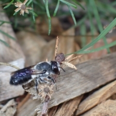 Megachile lucidiventris at Springwood, NSW - suppressed