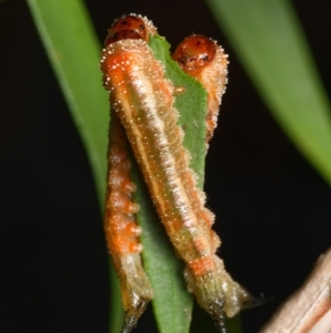 Pterygophorus cinctus at Downer, ACT - 17 Mar 2024