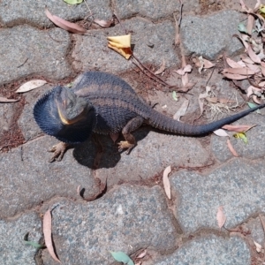 Pogona barbata at Symonston, ACT - suppressed