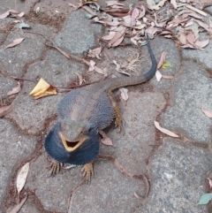 Pogona barbata at Symonston, ACT - 16 Mar 2024