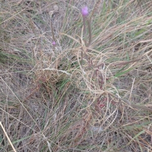 Epilobium sp. at Symonston, ACT - 16 Mar 2024