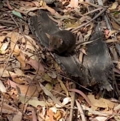 Antechinus agilis (Agile Antechinus) at Tidbinbilla Nature Reserve - 17 Mar 2024 by rhyshardy