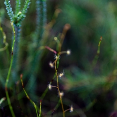 Drosera sp. (A Sundew) at Brunswick Heads, NSW - 15 Mar 2024 by Starflower