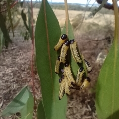 Paropsis atomaria (Eucalyptus leaf beetle) at Belconnen, ACT - 13 Mar 2024 by Amata
